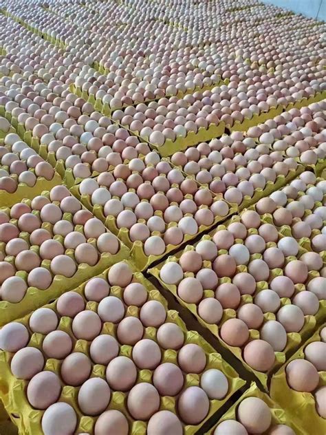 我老家10枚新鲜土鸡蛋柴鸡蛋农家山林散养五谷杂粮虫草笨鸡蛋-淘宝网