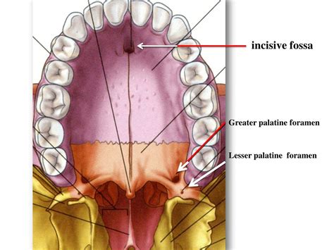PPT - The Anatomy of Swallowing: Palate, Nerves, and Muscles PowerPoint ...