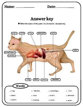 Image result for Task Definition for Cat