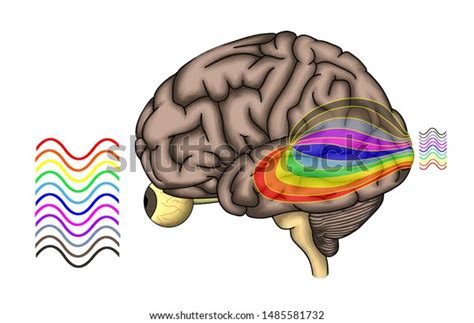 Image result for Process of Visual Perception