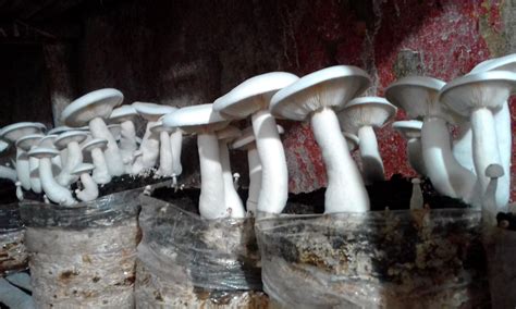 Mushroom Production Technology – Dr. Rajendra Prasad Central ...