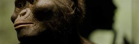 Image result for Lucy Evolution