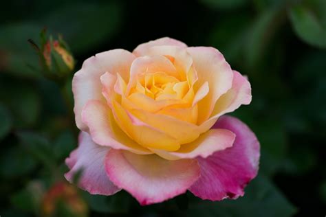 10 Best Climbing Roses
