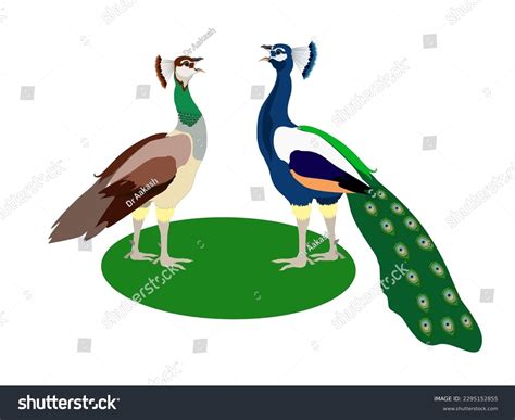 Peacock Vs Peahen