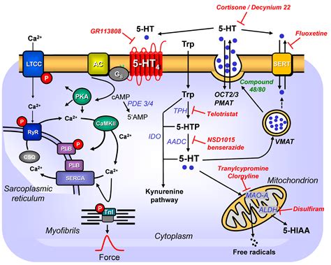 Cardiac Roles of Serotonin (5-HT) and 5-HT-Receptors in Health and Disease