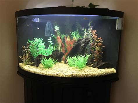 Corner Fish Tank 50 Gallon at Taj Rolleston blog