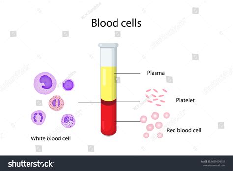 White Plasma Platelets Red Blood Cells Components Of Blood,