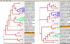 TreeJuxtaposer 2.1 进化树比较分析软件|进化分析软件|生物软件网