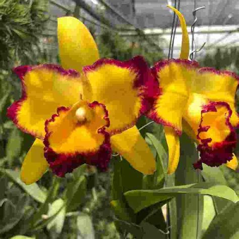 Rlc. Yen 24 Face X Rlc. Shinshiang Diamond – EXOTICA ORCHIDS
