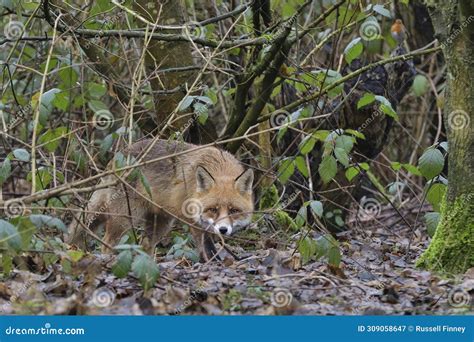 Red Fox Scientific Name: Vulpes Vulpes Stock Image - Image of nature ...