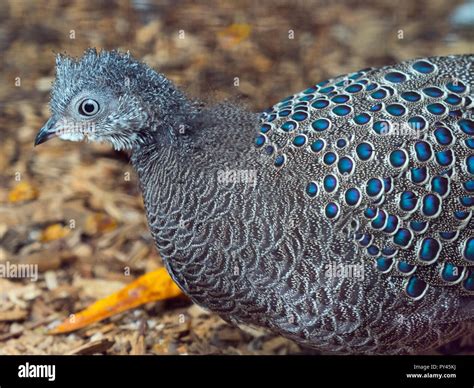 Burmese grey peacock pheasant polyplectron hi-res stock photography and ...