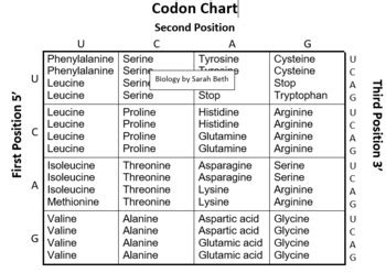 Image result for Codon Chart Practice