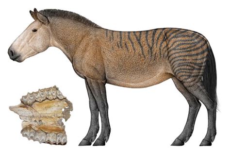 Hipparion Is An Extinct Genus Of Horse That Lived On