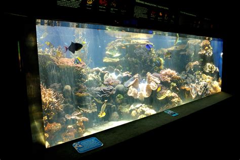 Types Of Big Fish Tanks at Lawrence Burgess blog