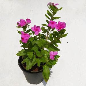 Buy Vinca, Catharanthus roseus (Any Color) - Plant online from ...