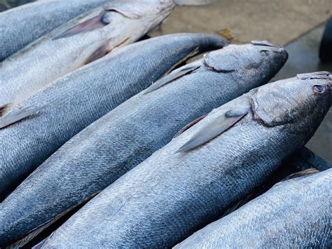White Sea Bass (Whole) | Harbor Pelican