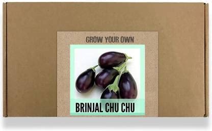CYBEXIS Fast Germination Brinjal Chu Chu Seeds2400 Seeds Seed Price in ...