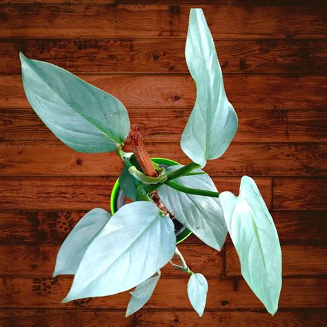 Philodendron Hastatum | Silver Sword Plants – Lalit Enterprise