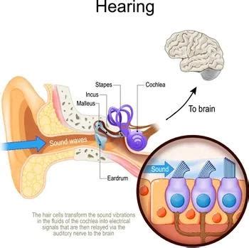 How To Fix Damaged Hearing Cells, Finds Scientists