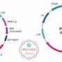 Image result for 质粒 resistance plasmid