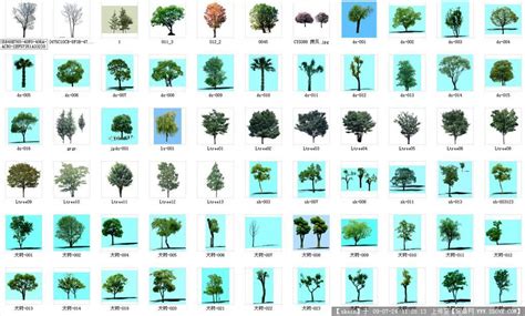 树木的种类,1200树木名称大全,树木种类图片及名称(第2页)_大山谷图库