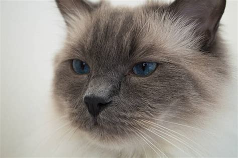 Image result for Ragdoll Engine GUI Script