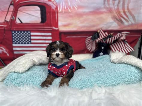 Rezultat imagine pentru Cavapoo Barking