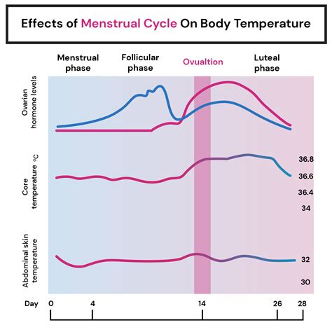Luteal Phase Fatigue at William Santos blog
