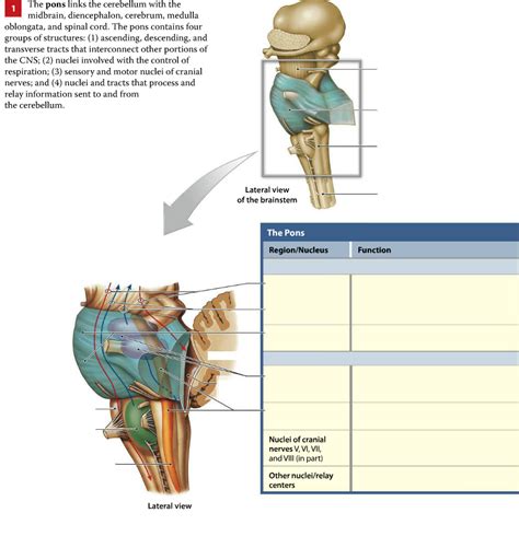 Image result for Pons Function