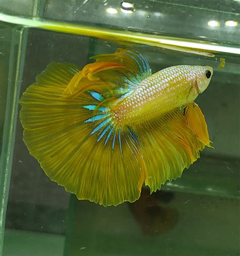 Image result for Betta Fish Compatibility