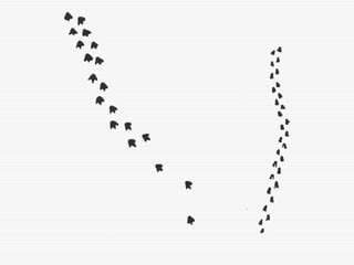 Inference Observation 的图像结果