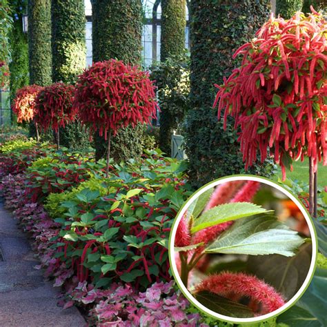 Acalypha hispida the chenille plant long red flowers With medicinal Va ...