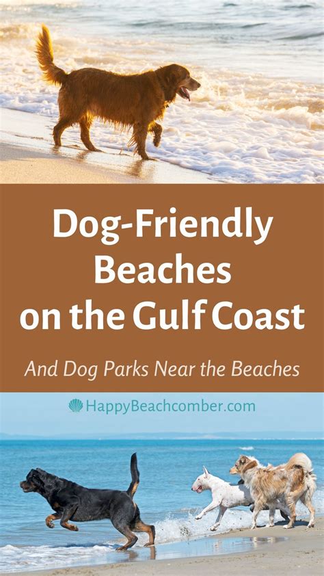 The best dog friendly beaches in – Artofit