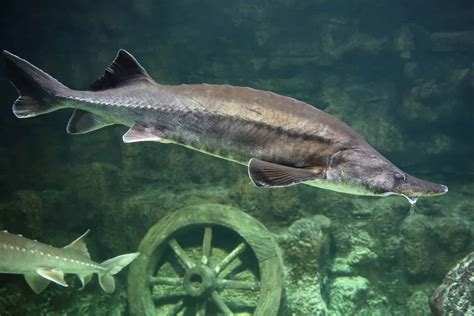 Atlantic Sturgeon Pictures - AZ Animals