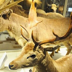 Harvard Museum of Natural History