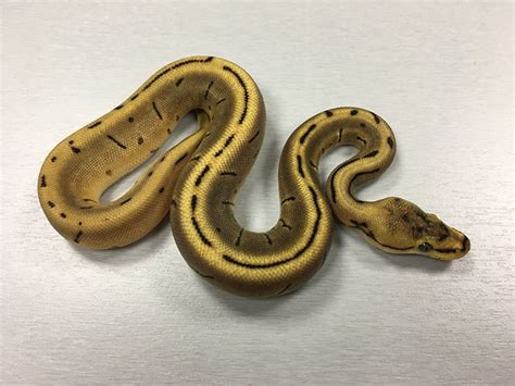 How to Take Care of Ball Python 的图像结果