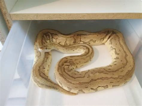 Image result for Ball Python Clutch