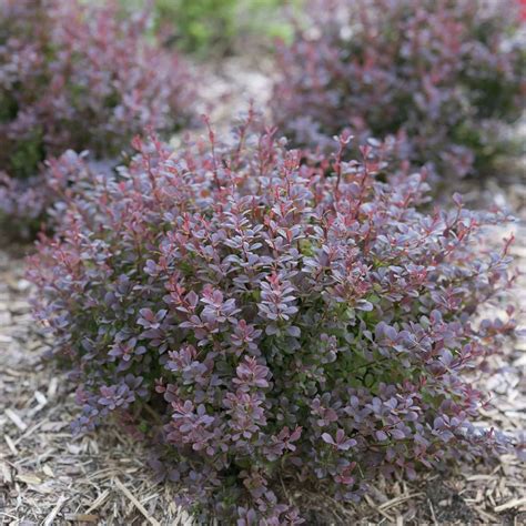 Spring Meadow Nursery Inc SUNJOY MINI MAROON® Berberis | Landscape ...