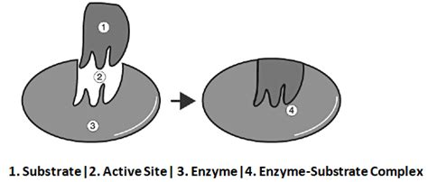 Enzymes Structure, Classification and Function - Chemistry for ACT PDF ...