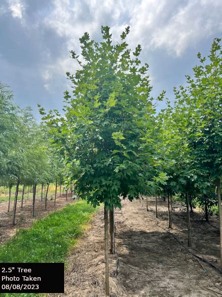 Flash Fire Maple Tree Problems 的图像结果