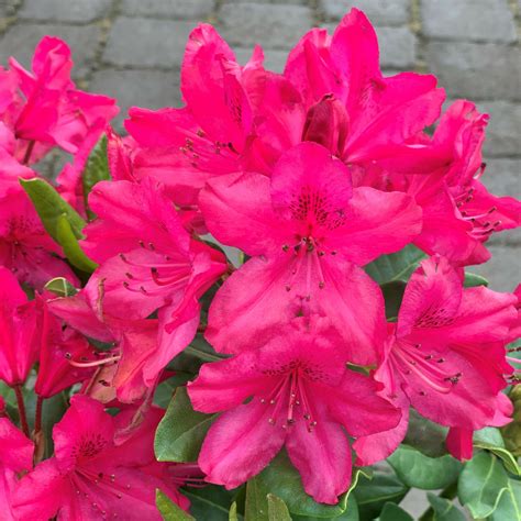 Rhododendron Nova Zembla