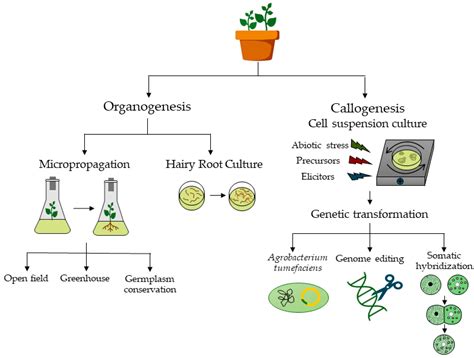 Plant Biotechnology 的图像结果