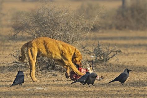 How Are Feral Dogs Endangering Indian Wildlife? | Nature inFocus