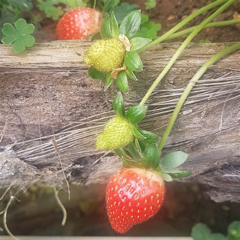 Mesilou Highland Strawberry Farm (Kundasang) - All You Need to Know ...