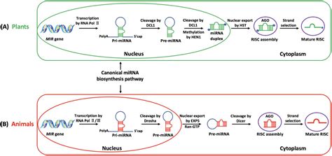 Image result for Gene Expression Control Plant Cells microRNA