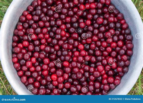 Cherry berries stock photo. Image of harvest, vegetarian - 21267832