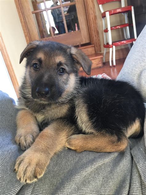 German Shepherd pups are too cute. : r/aww