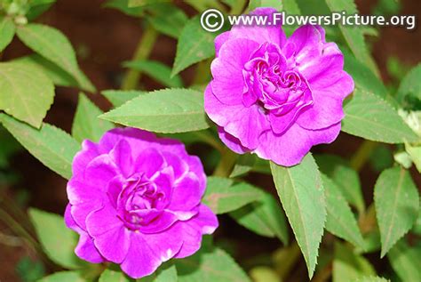 Flowers by Name-P- Gallery 1, Passiflora foetida, Pussta rose, Papa ...