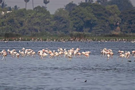 The Winged Visitors Of Pondicherry | Nature inFocus