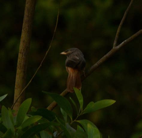 CHANDOLI NATIONAL PARK (2026) All You Need to Know BEFORE You Go (with ...